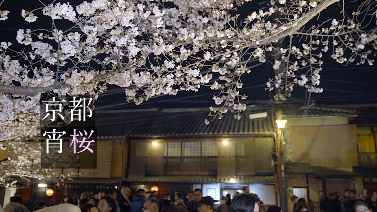 京都の満開の夜桜　南禅寺　伏見十石船