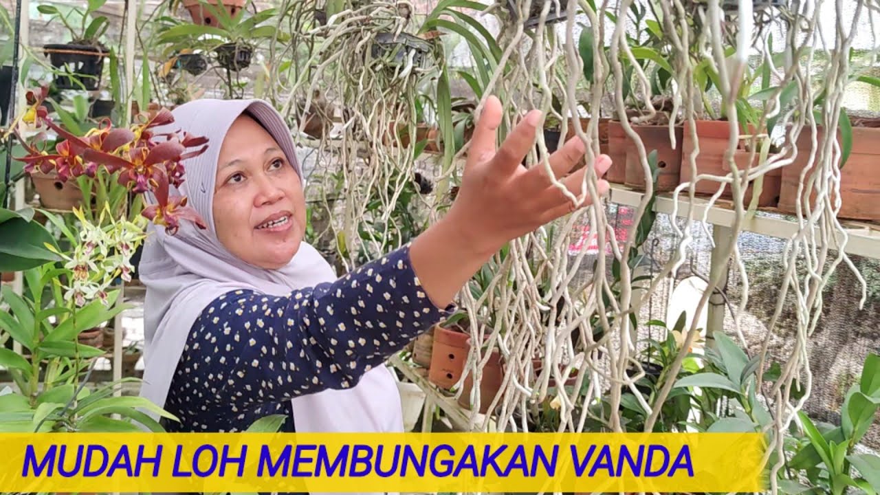BANYAK TIPS ANGGREK UNTUK PEMULA, WAJIB DITIRU.