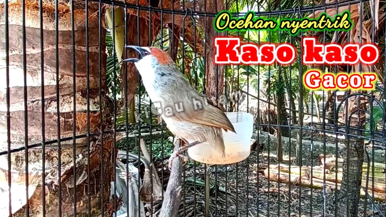 kaso kaso gacor isian kluar semua