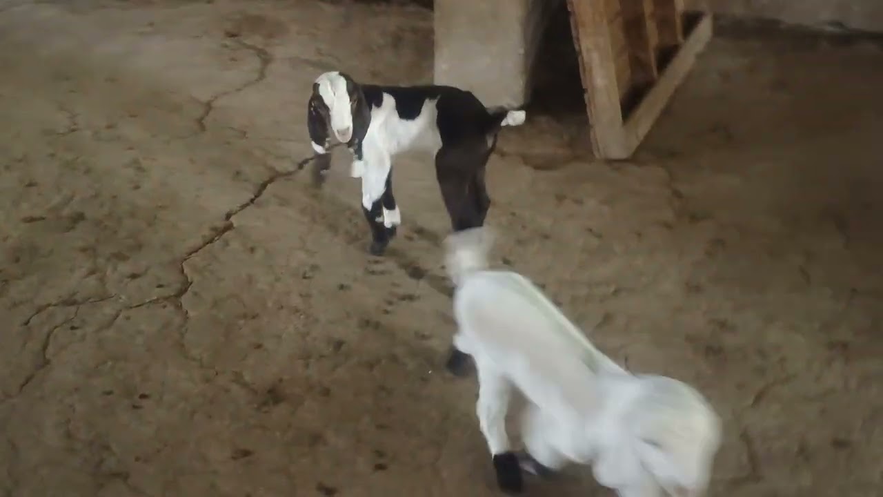 Headrabadi / hypat / patira goat kids
