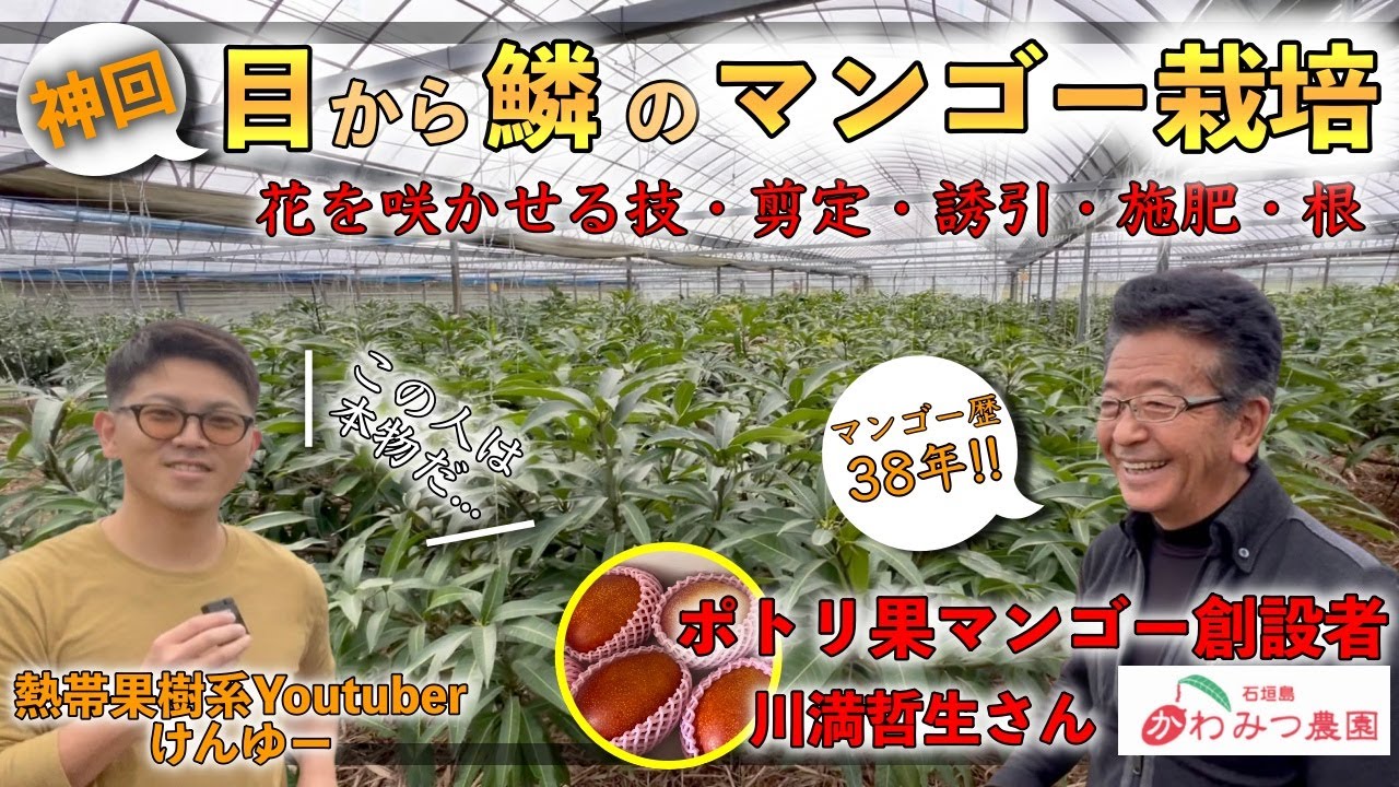 【神回】目から鱗のマンゴー栽培！花を咲かせる枝の作り方！剪定・誘引・施肥・根の管理などなど豪華解説【石垣島 かわみつ農園】