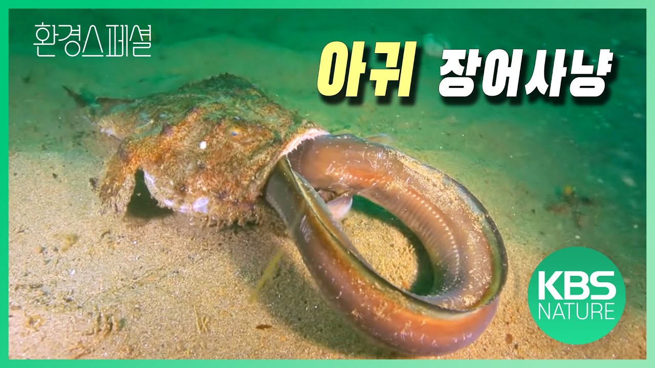 갑오징어 최면 걸어 게 사냥! 환경스페셜 '바다의 사냥꾼’ / KBS 20120502 방송