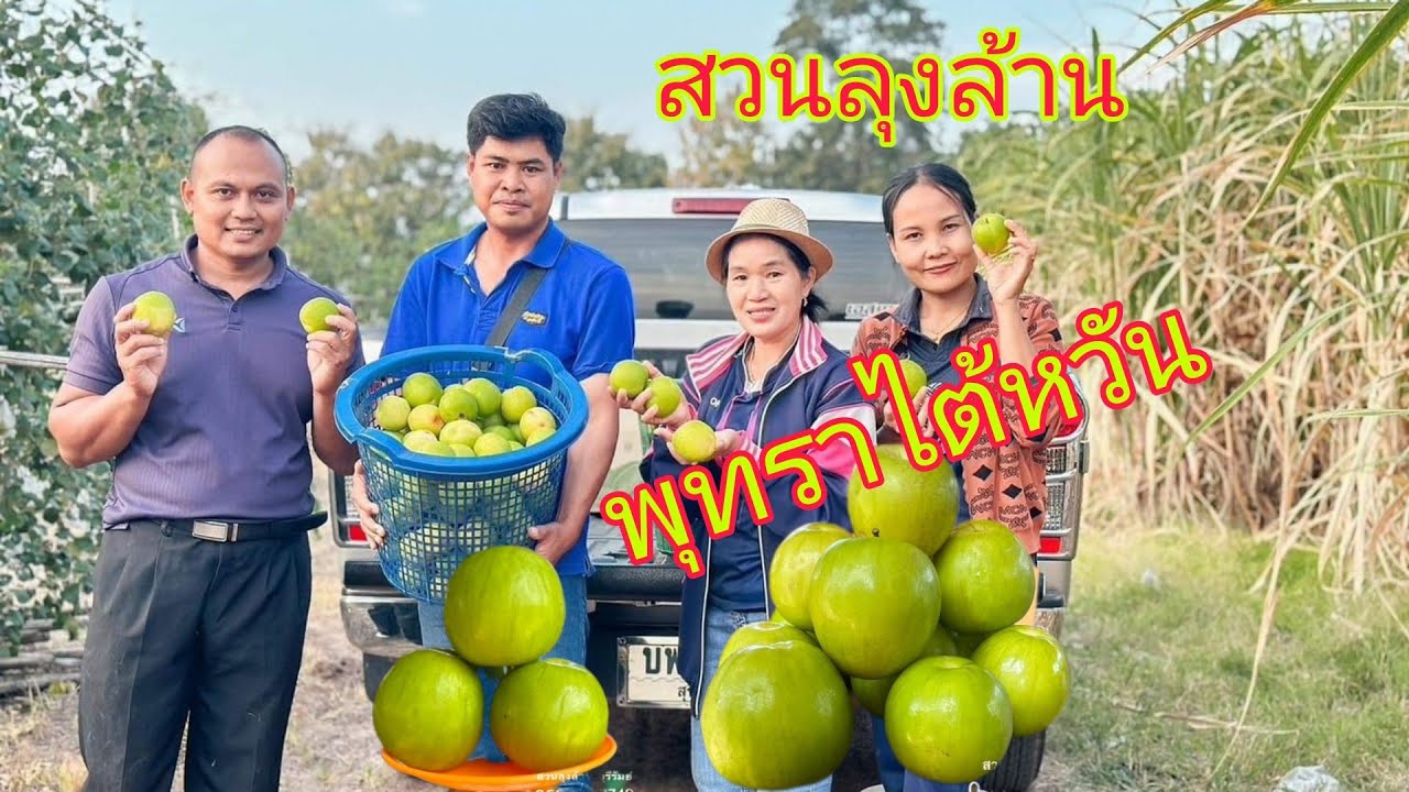 ปลูกพุทราหิมะขาว ผลไม้มาแรงความต้องการตลาดสูง สวนลุงล้านบ้านทุ่งจังหันอำเภอโนนสุวรรณจังหวัดบุรีรัมย์