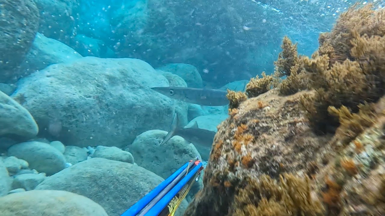 Zıpkın Balık Avı🏳Antalya
