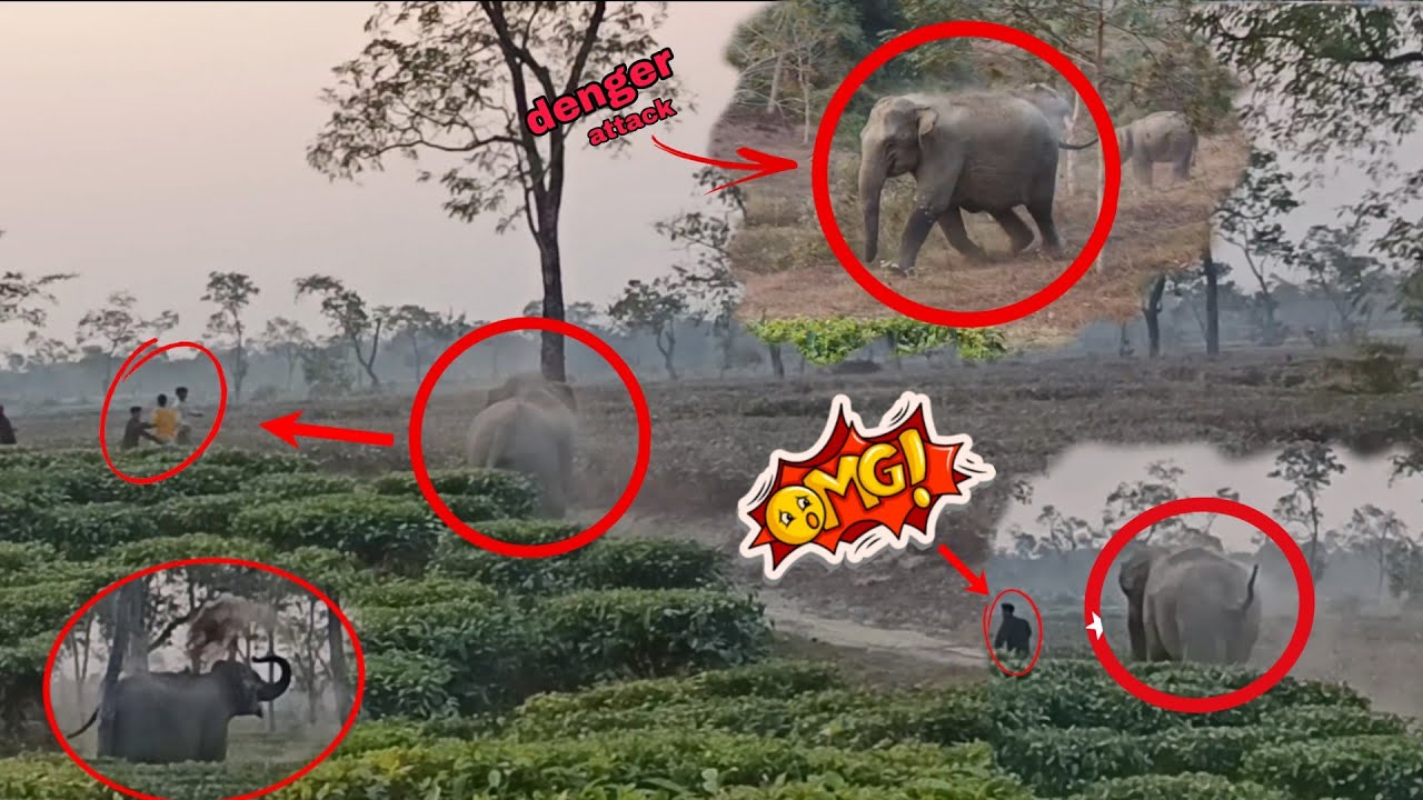 Wild elephants attacked people in a tea plantation 😱🐘|| Shocking Incident⚠️🌿 @Aswildelephant 
