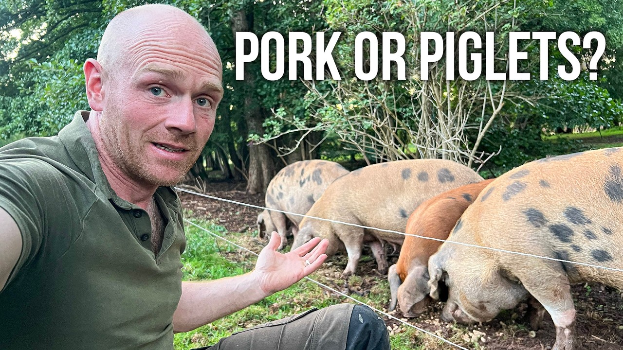 WHAT HAPPENED TO THE PIGS? - Our Oxford Sandy and Blacks