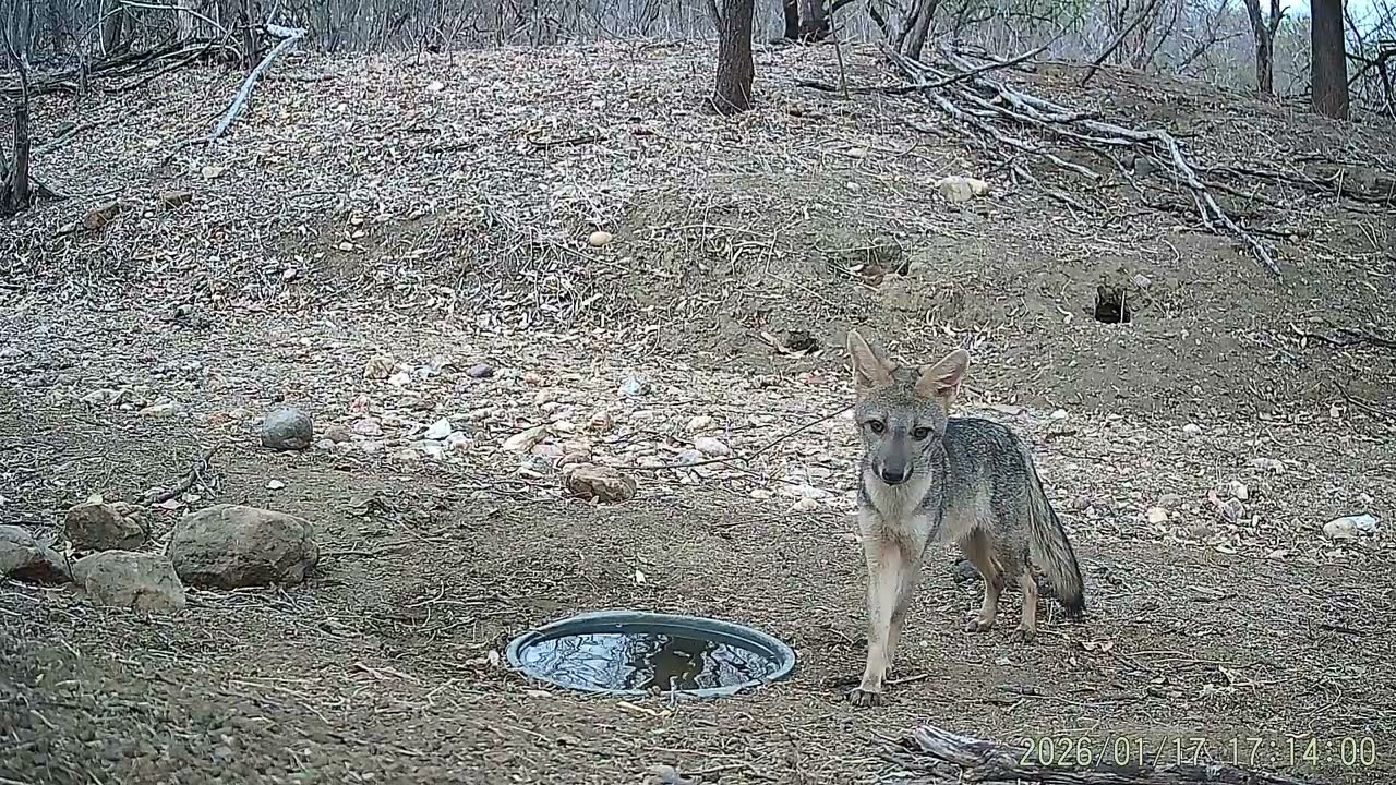 A raposa está sempre atenta 