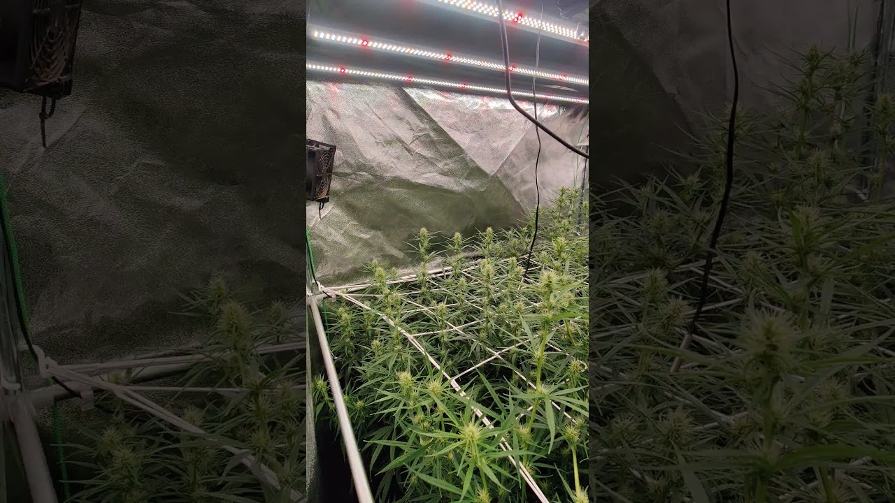 CANNABIS GROW DAY 21 FLOWER. 1.2MX1.2M