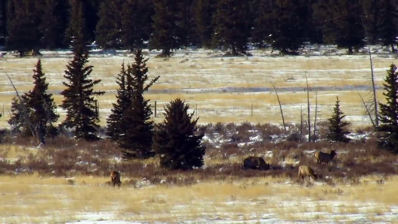 Hunting Colorado's Public Lands