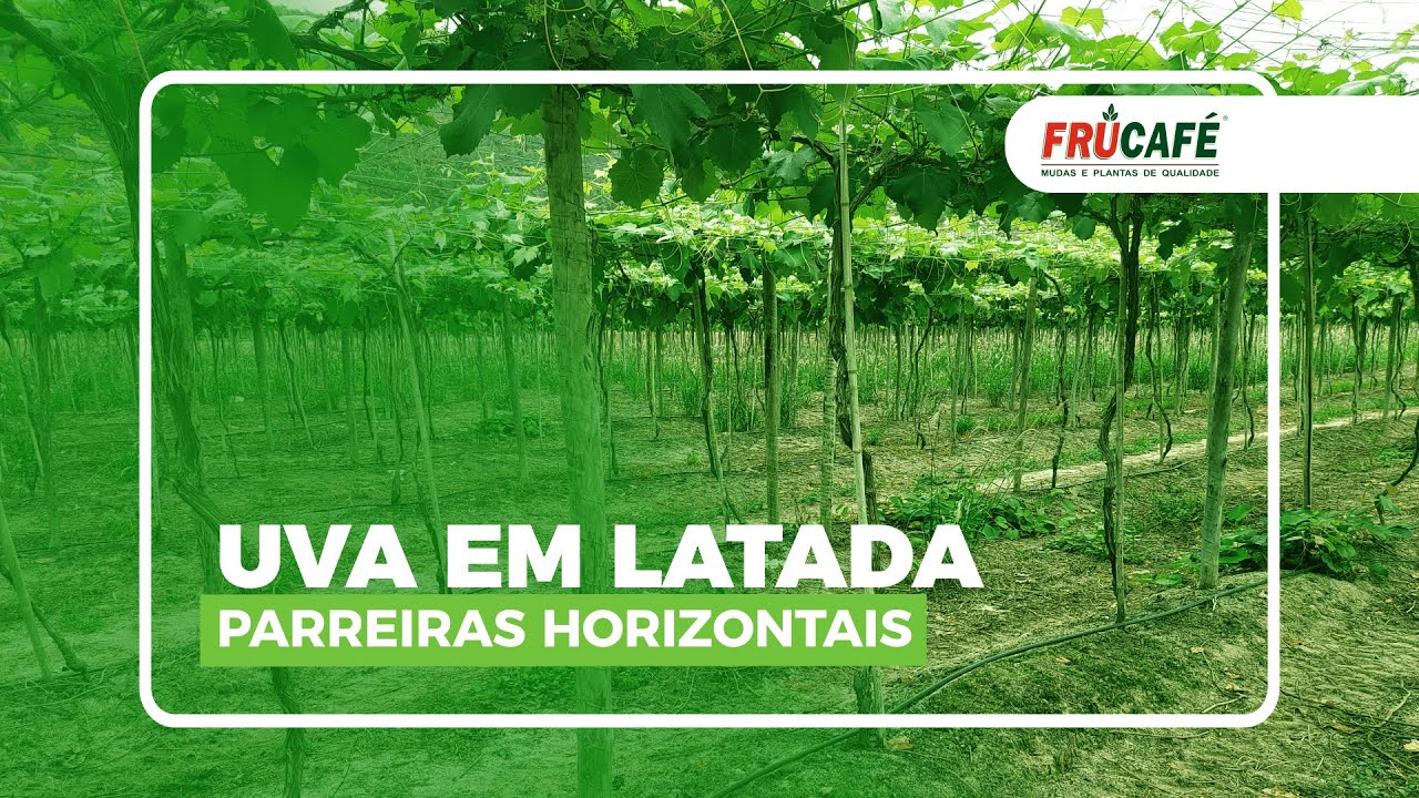 Como Instalar a Parreira Horizontal (Latada) para Uvas?