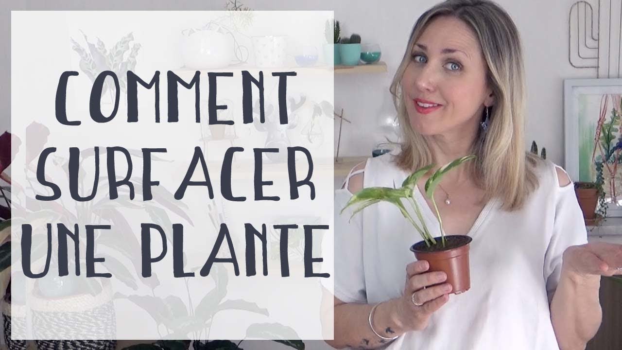🌿 Comment surfacer une plante en pot | Lexique du jardinier 👩🏼&zwj;🌾