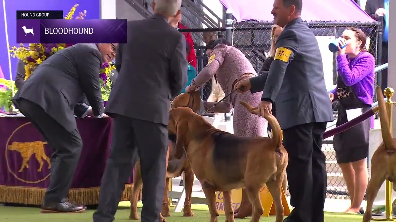 Bloodhounds | Breed Judging 2024