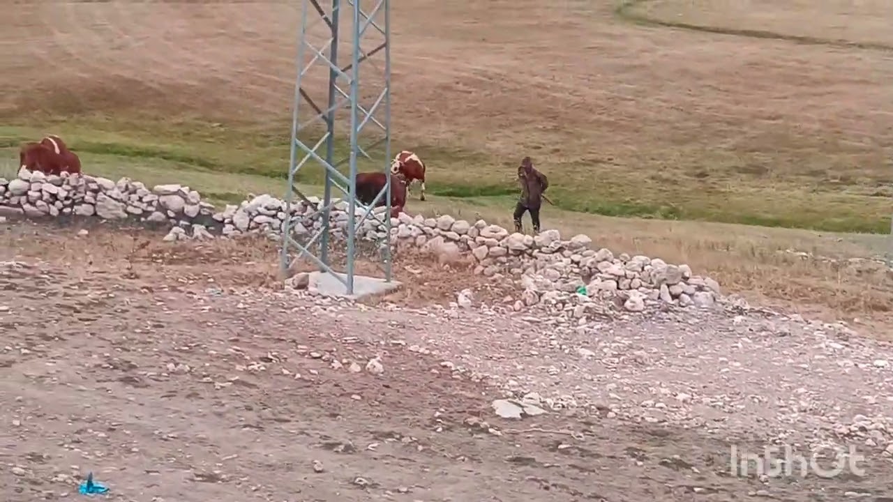 Çavuşa Rengin 19