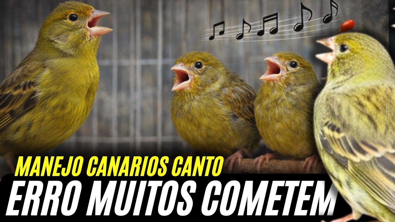 Veja esse vídeo antes separar FILHOTES pra CANTO 