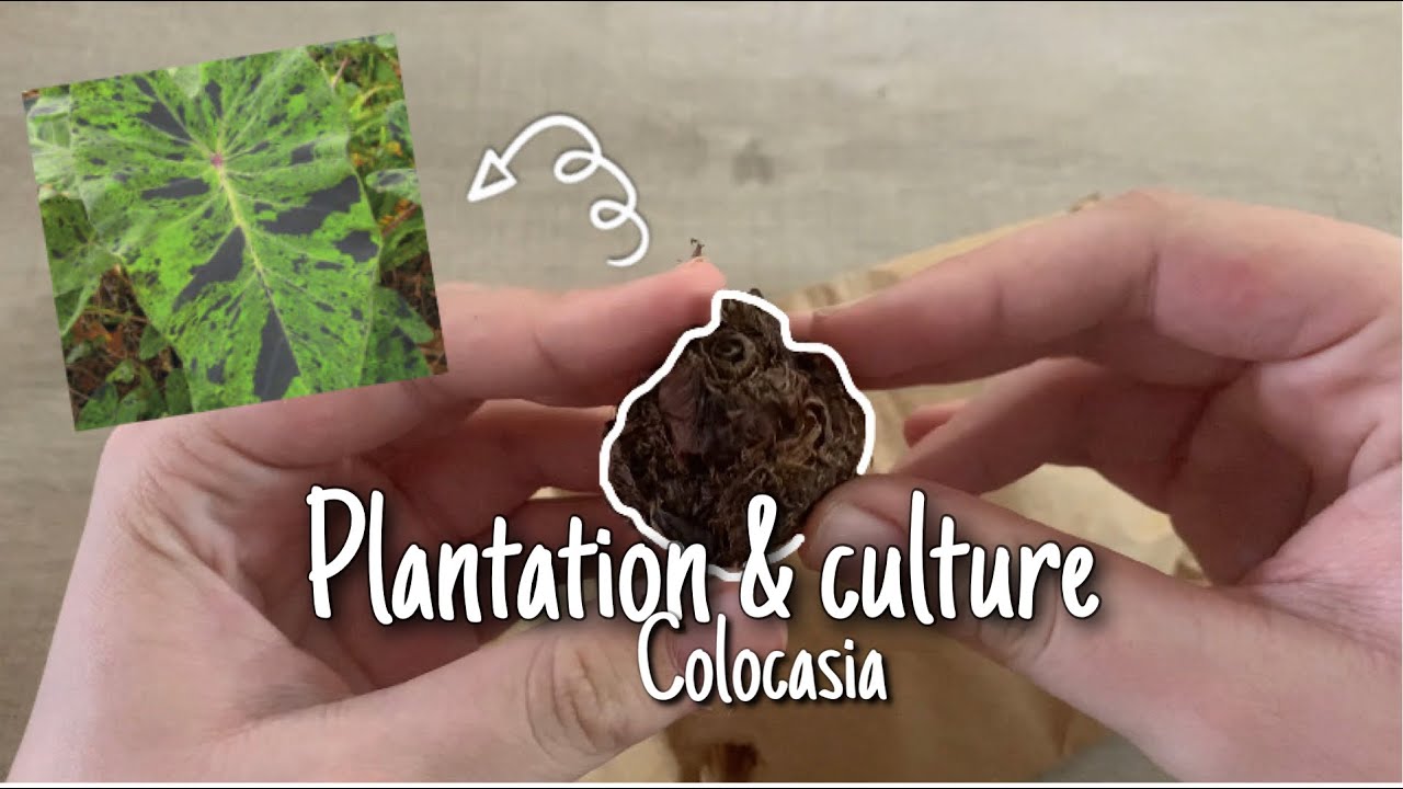 Plantation & culture du colocasia 🪴🌿