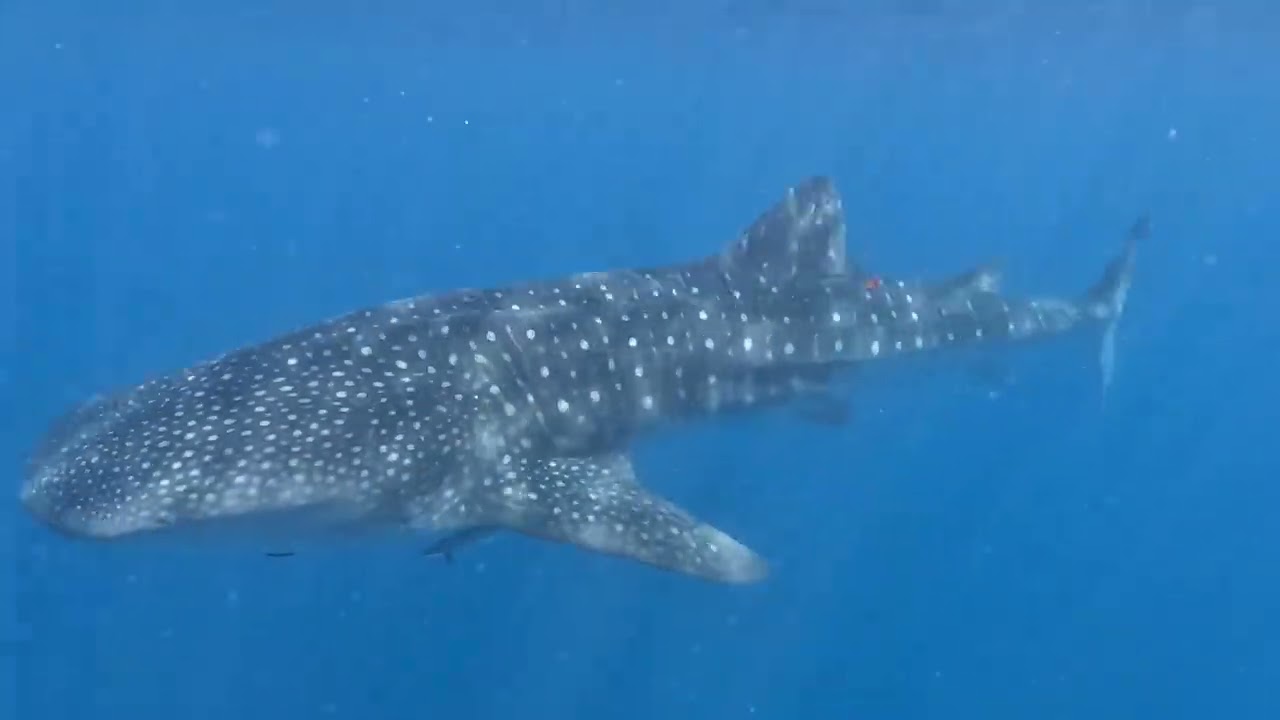 Week 21 Ningaloo Reef & Whale Shark Dive @NomadNavigatorsAus 