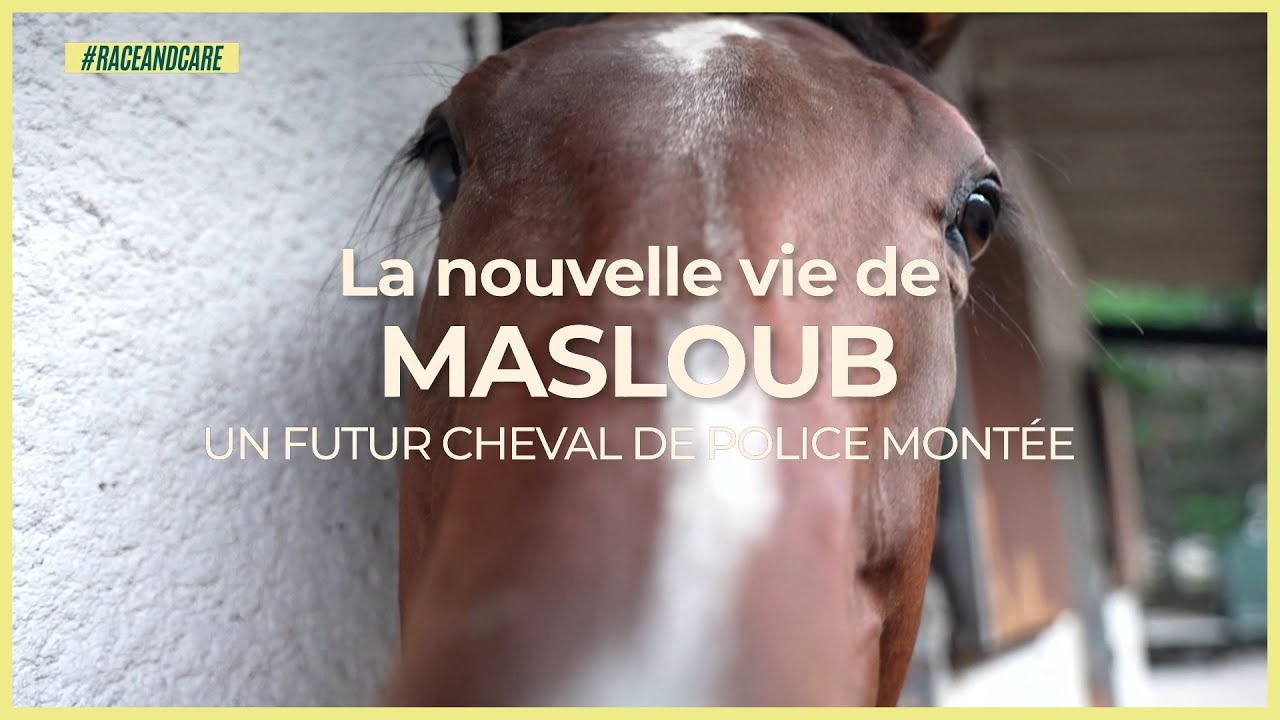 GALOPEUR RETRAITÉ ET FUTUR CHEVAL DE POLICE MONTÉE | Le Bien-Être du Cheval, Épisode 14