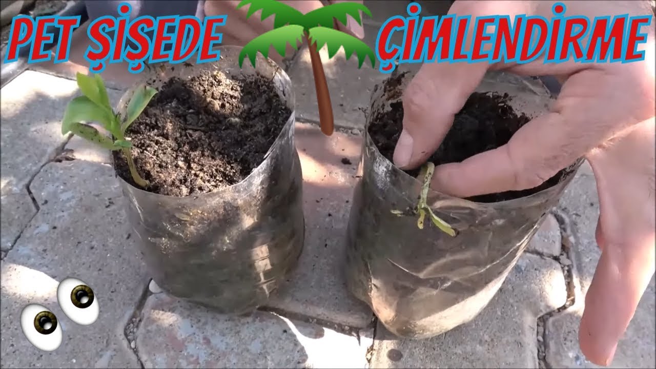 Cennet Meyvesi (Trabzon Hurması) Çimlendirme
