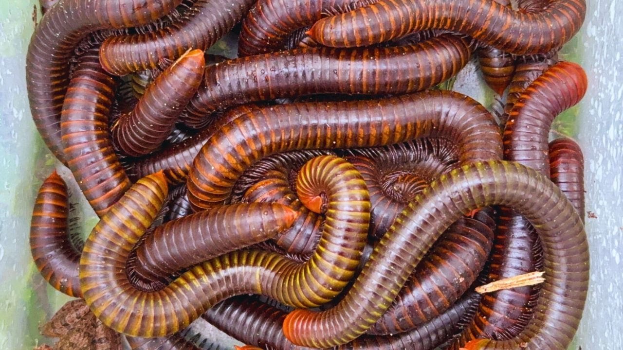 Unbelievable! Catching Giant Millipedes | Beautiful Wheel Millipede Encounter