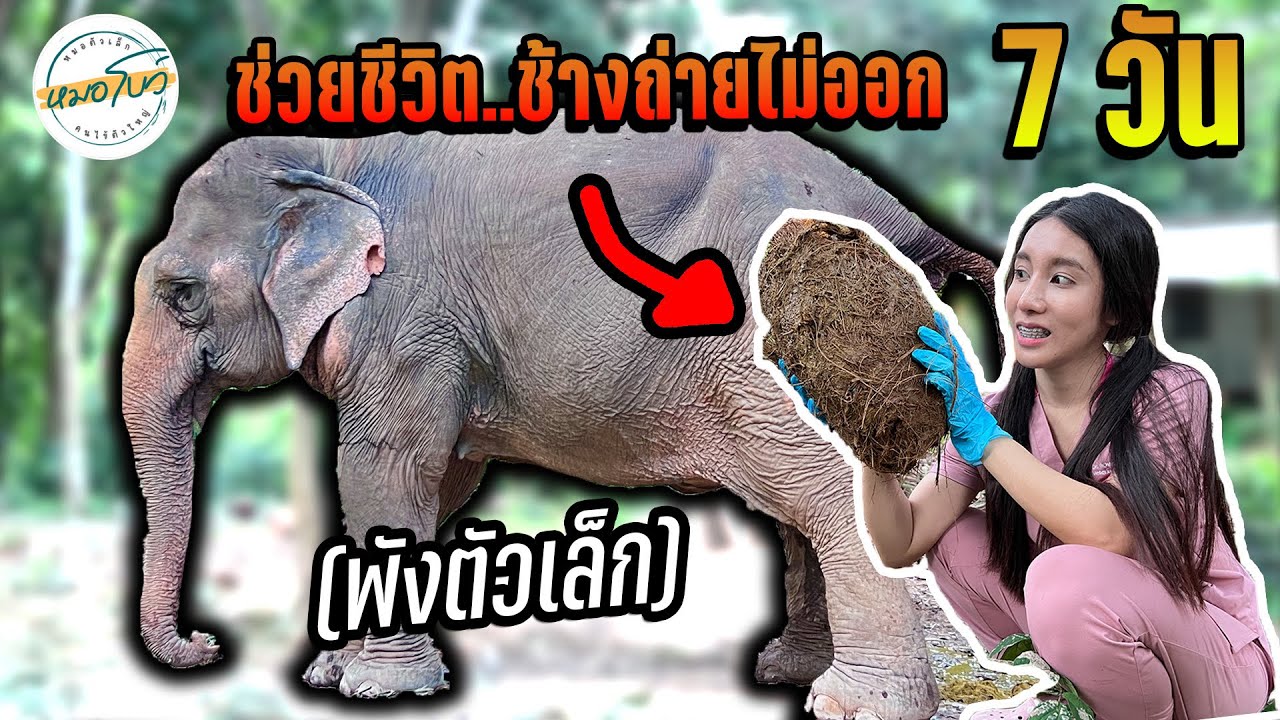 ช่วยชีวิต “พังตัวเล็ก” ถ่ายไม่ออก 7 วัน | หมอโบว์ หมอตัวเล็กกับคนไข้ตัวใหญ่