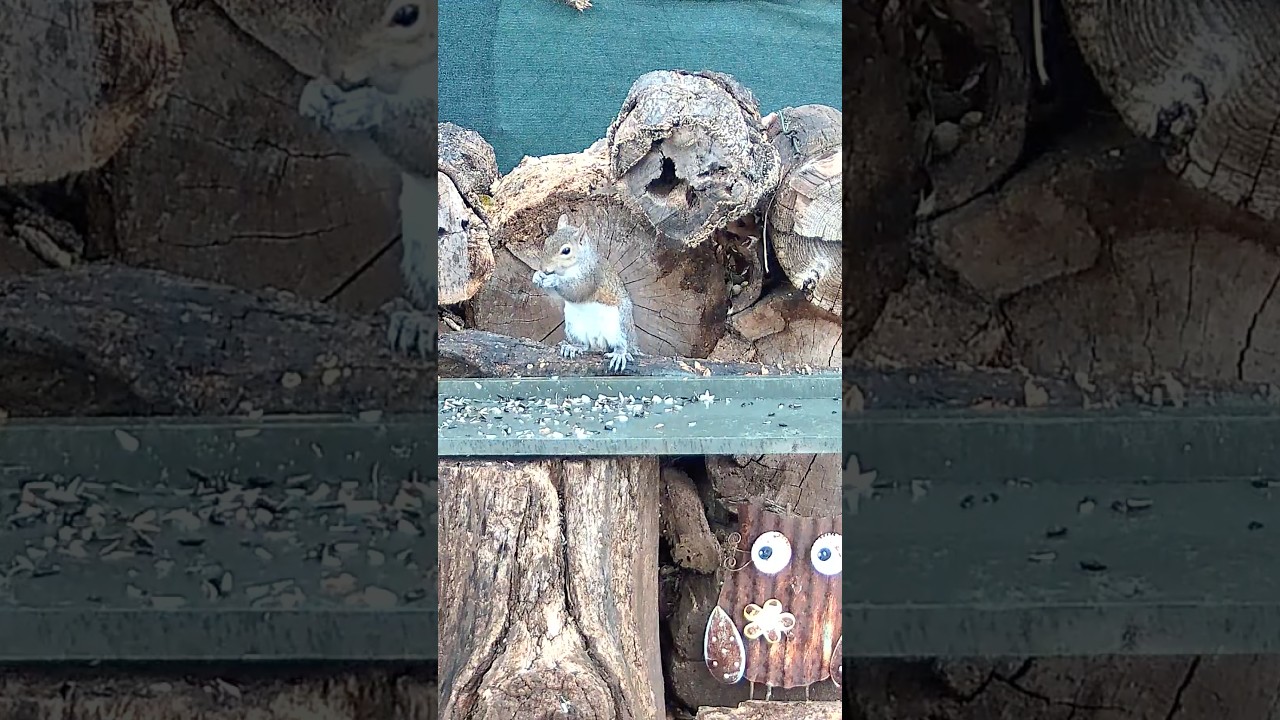 Squirrels | Working It for the Gram, Maybe Born With It, Maybe It&rsquo;s the Protein  #backyardanimals