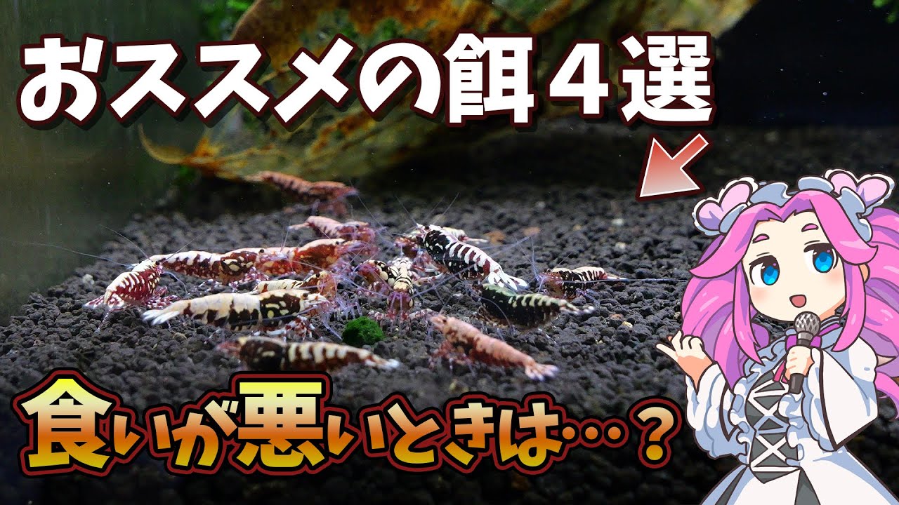 レッドビーシュリンプの餌ローテ紹介