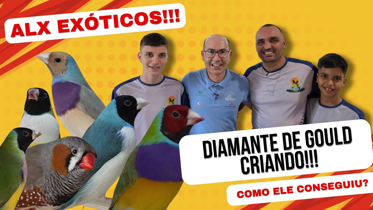 INÉDITO E EXCLUSIVO!!!DIAMANTE DE GOULD CRIANDO E TRATANDO FILHOTES!!!