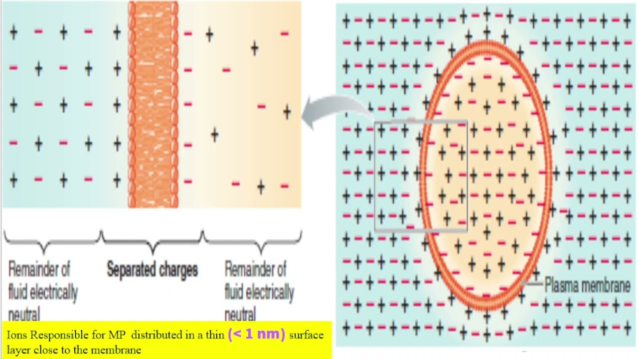 Resting membrane potential Nerve Electrical activity 1