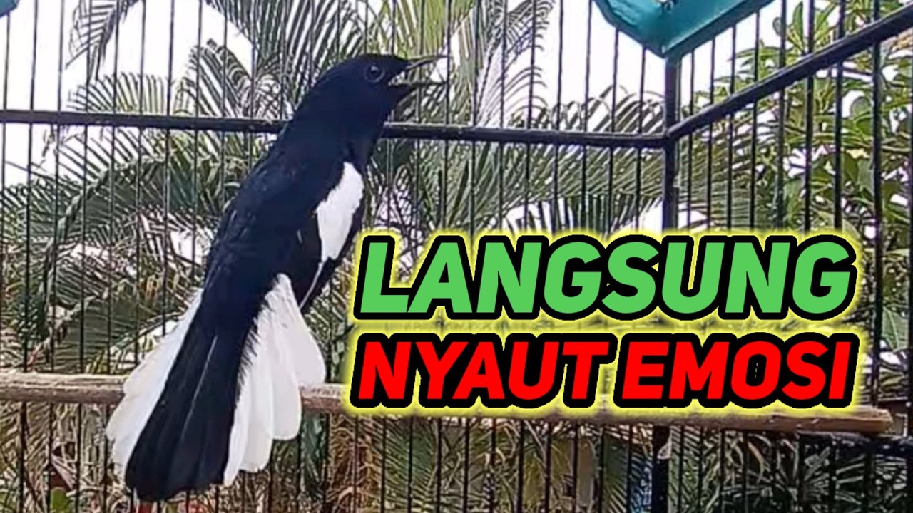 suara burung kacer gacr ngepl0ng dijamin ampuh buat mancing kacer malas bunyi