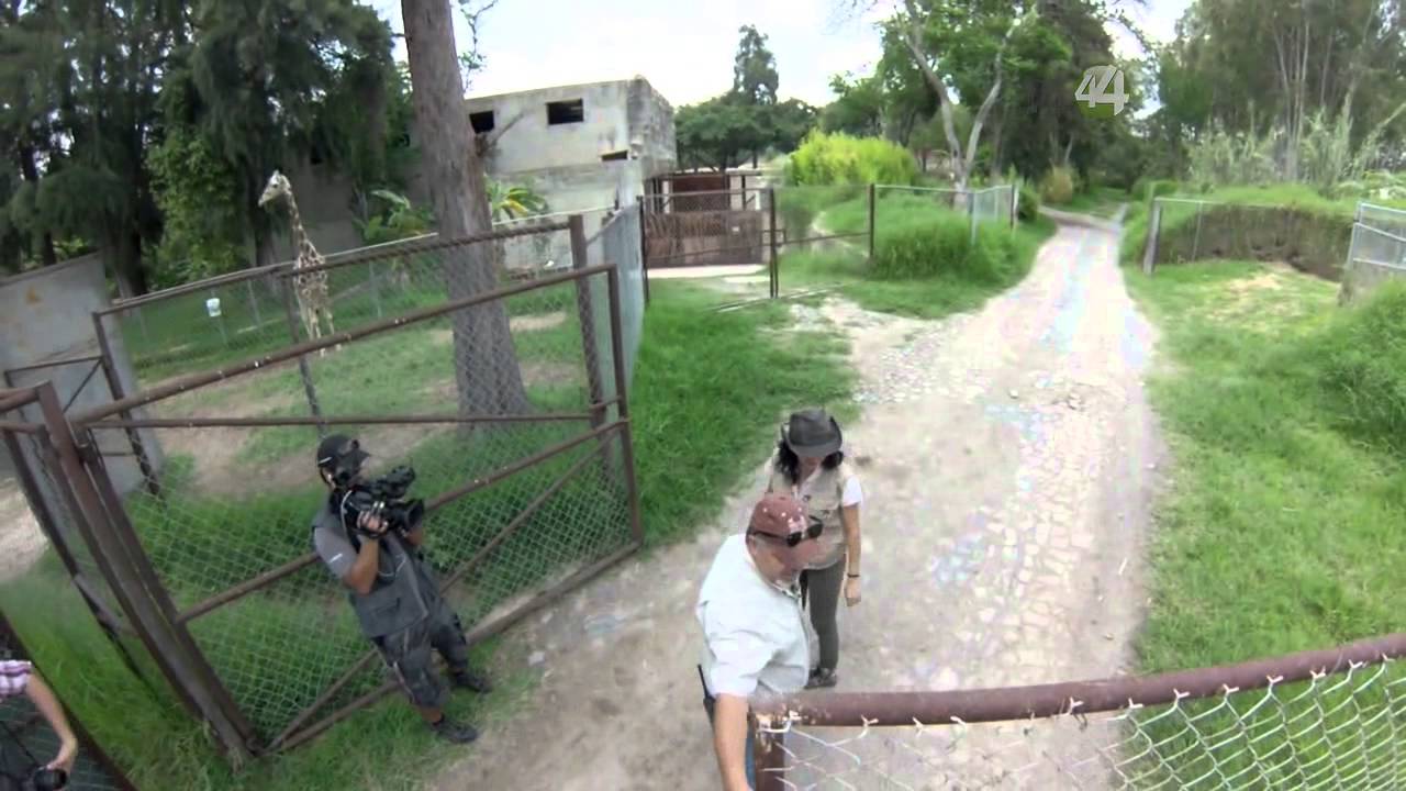 Desde el Zoológico: Manejo de Jirafas