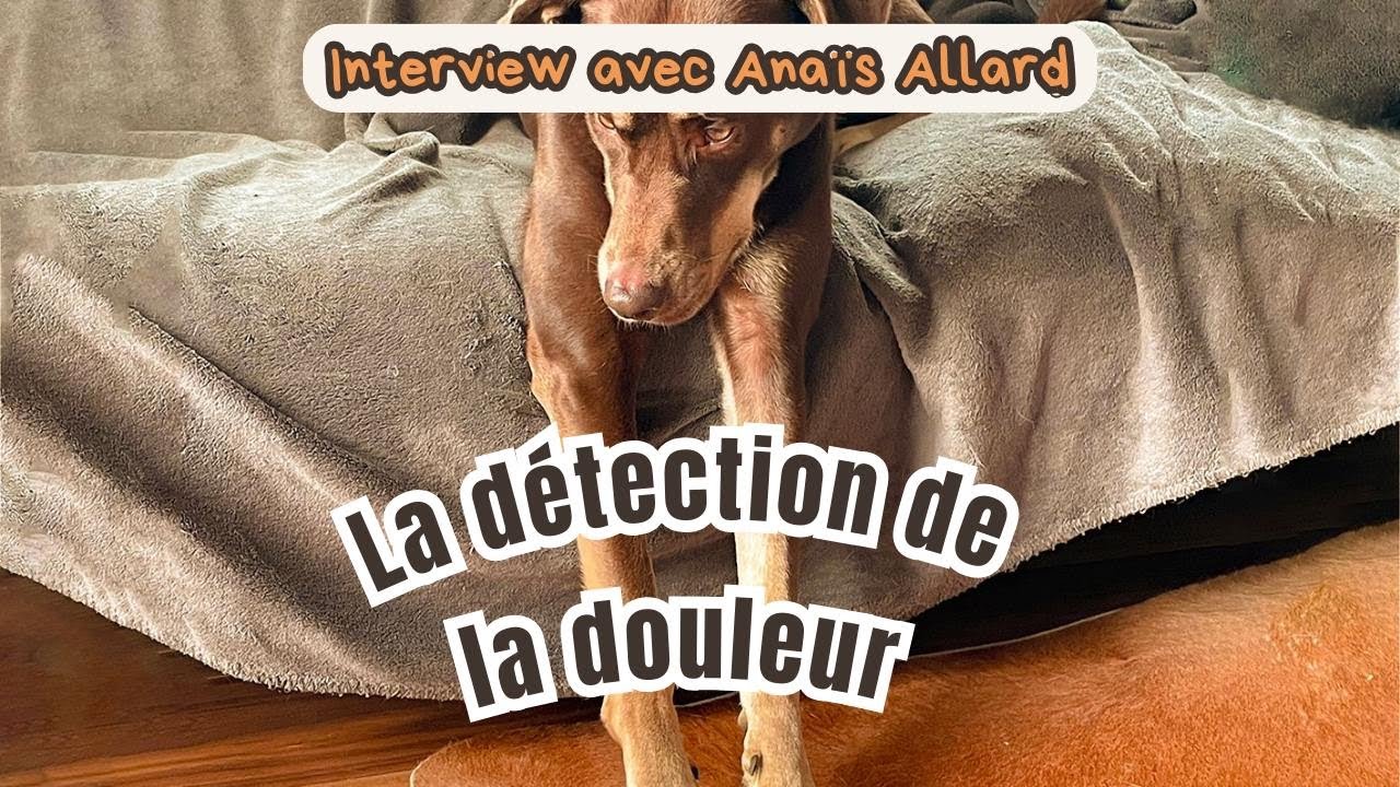 L'IMPORTANCE DE LA DETECTION DE LA DOULEUR CHEZ LE CHIEN