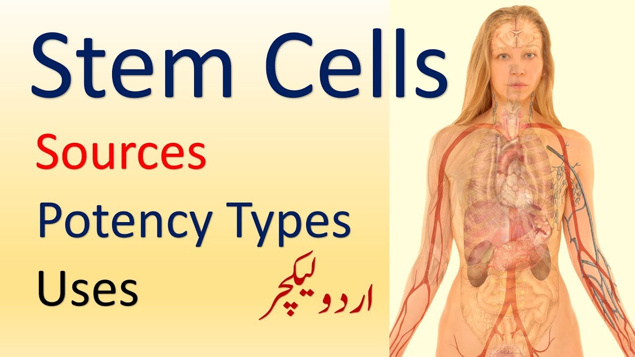 Stem Cells | Sources | Potency Types | Uses