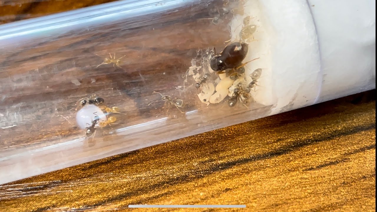 All you need to know about brood boosting your ant colonies!