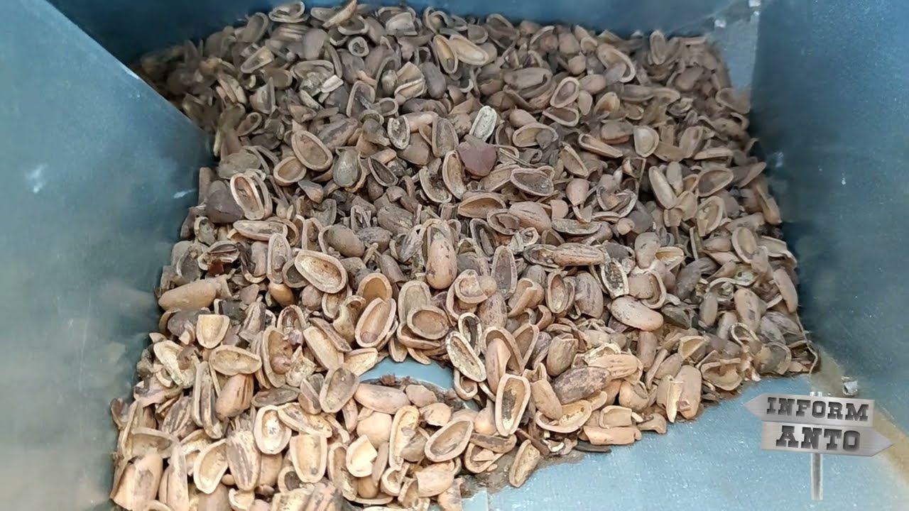 Alternativa al pellet? Si Grazie. Semi di girasole, mais, bucce di pinoli. Miglior Video.