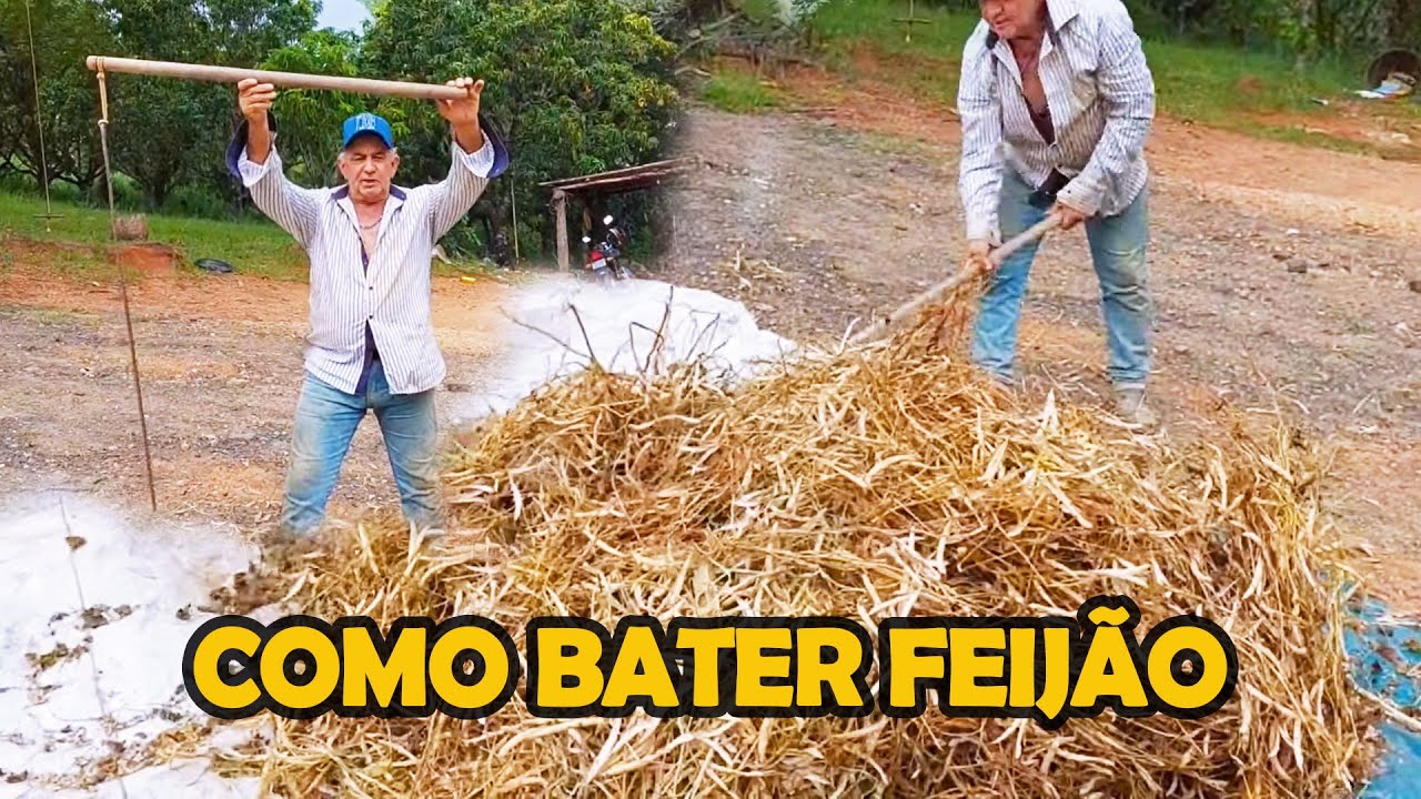 Batendo feijão com cambão para alimentar a família