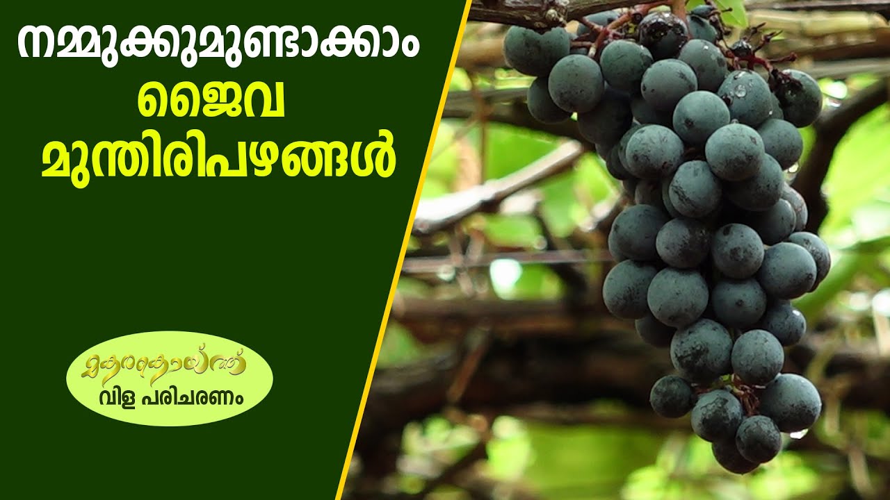 കേരളത്തിലിനി മുന്തിരിയും കായ്ക്കും I Grape Cultivation in Kerala