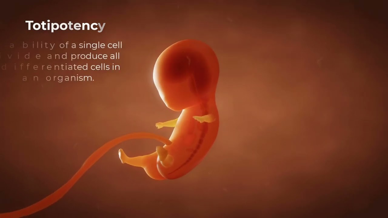 The Embryonic Orgin of Tissues for Anatomy and Physiology