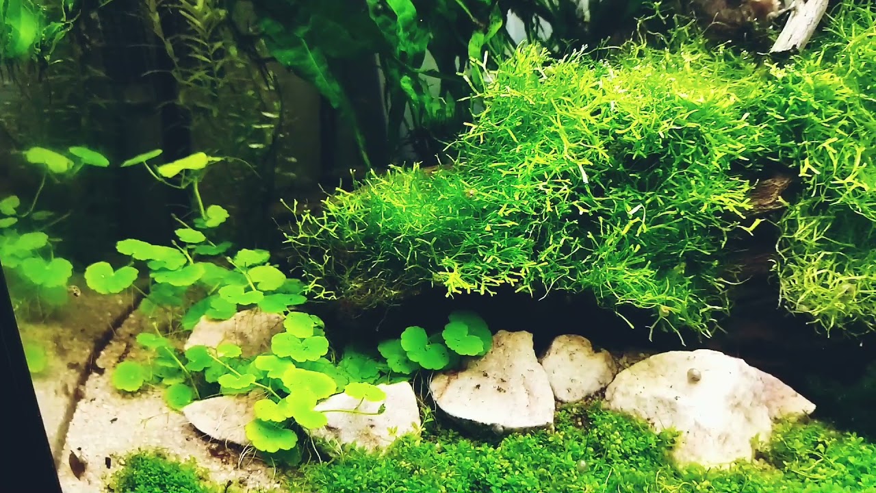 aquarium 180 l Juwel Rio vision