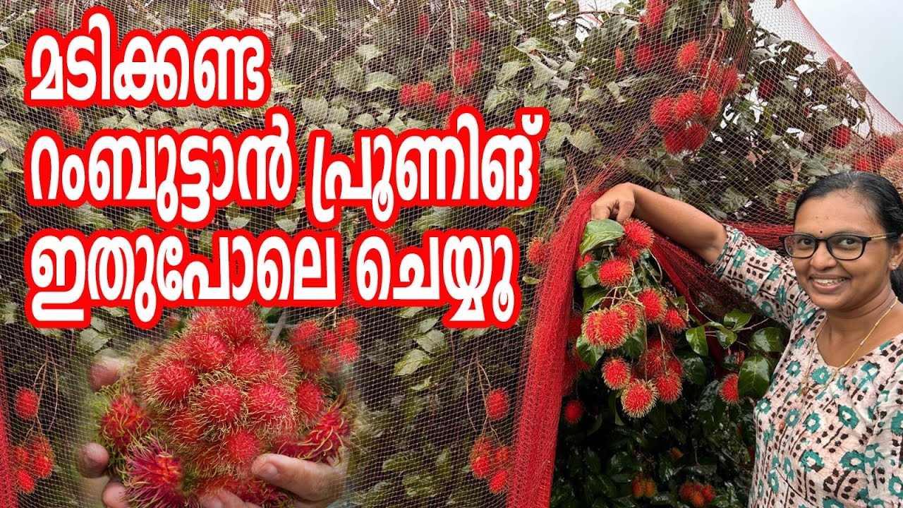 മടിക്കണ്ട റംബുട്ടാൻ പ്രൂണിങ് ഇതുപോലെ ചെയ്യൂ വിളവ് ഇരട്ടി | Rambutan pruning