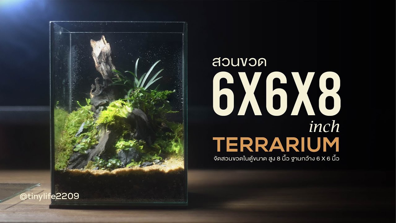 สวนขวดในตู้กระจก 6 X 6 X 8 นิ้ว | Terrarium in 6 X 6 X 8 inch