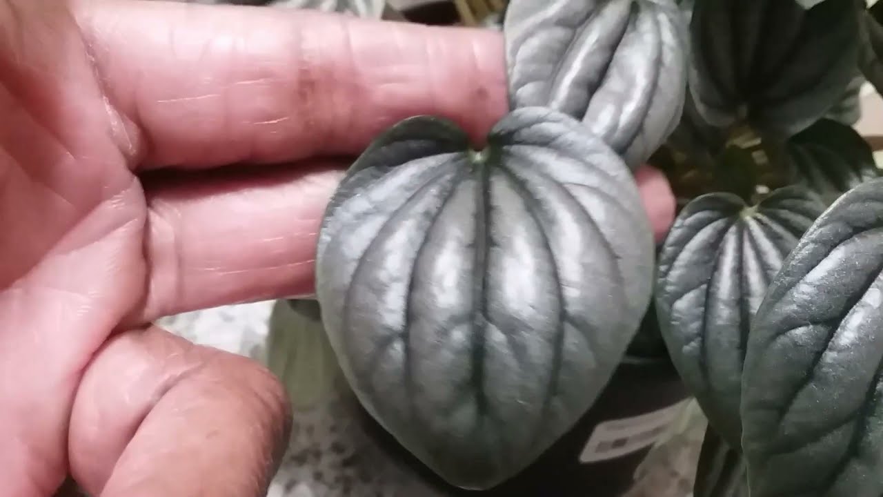 New Peperomia Varieties and Collection