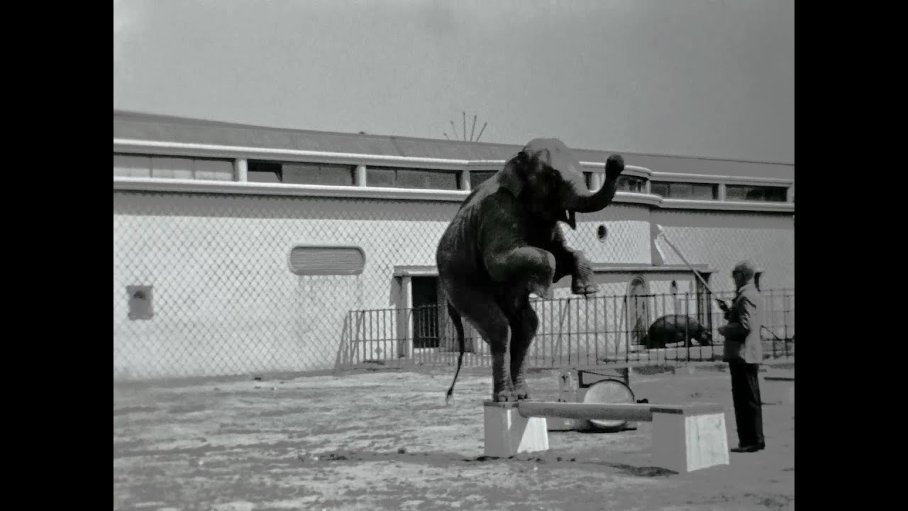 Een bezoek aan de nieuwe Diergaarde Blijdorp in 1941