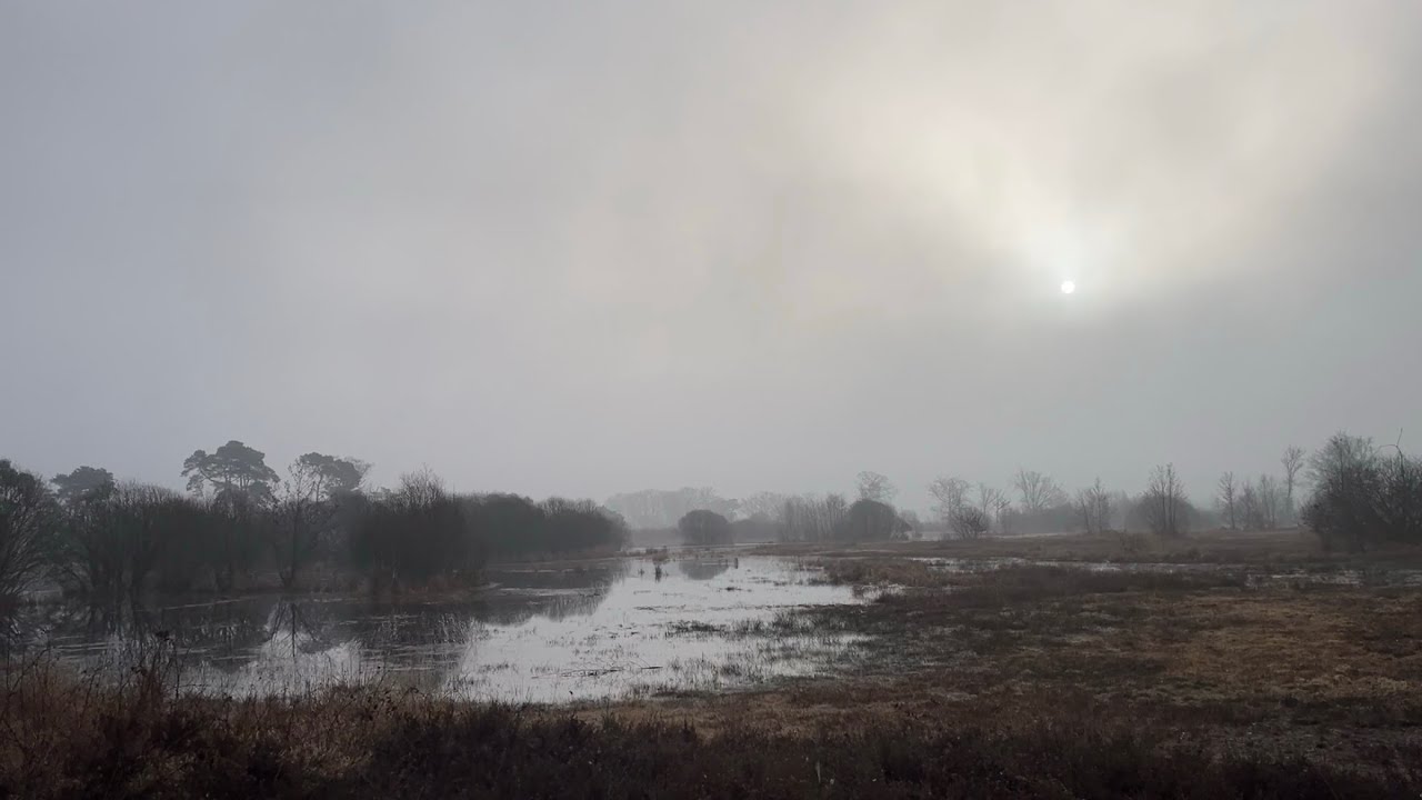 Misty Morning Walk in the Netherlands 🇳🇱 | Silent Dutch Countryside 4K
