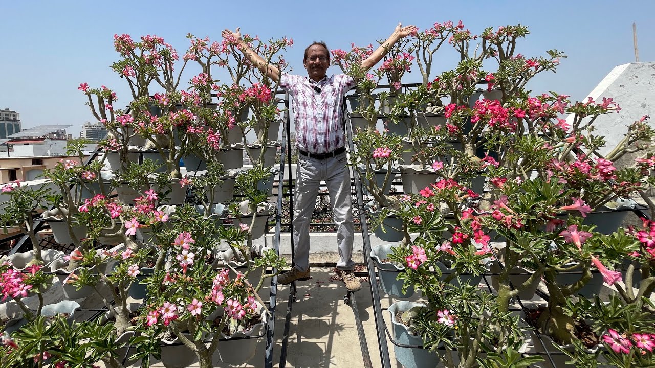 आप सबके कहने पर , एक बार फिर आ गया लखनऊ, टंडन जी के अडेनियम दिखाने 🤩 भर भर के आ रहे है फूल 😯