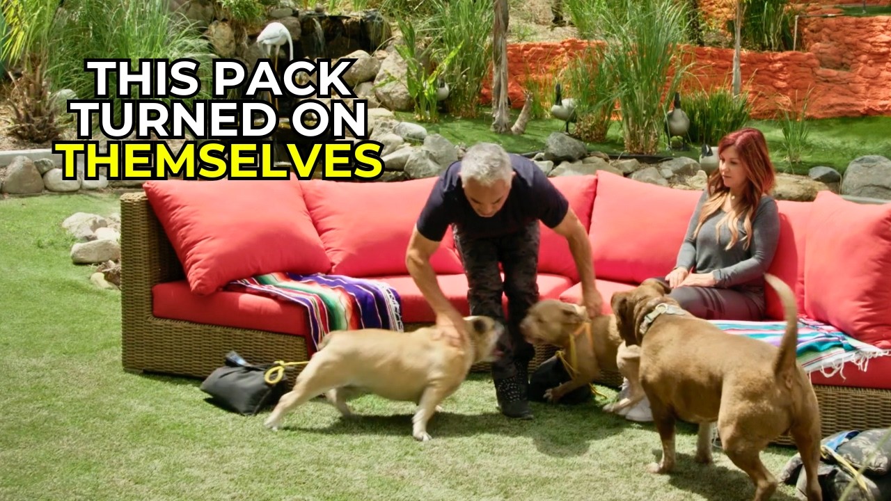When a Family Pack Turns Dangerous | Better Human Better Dog | S03E01