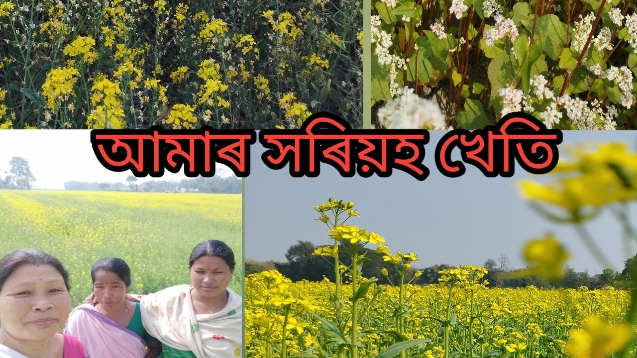 #চালে চকু ৰৱা আমাৰ গাঁওৰ সৰিয়হ খেতি #farming #farmar (Assamese Video)