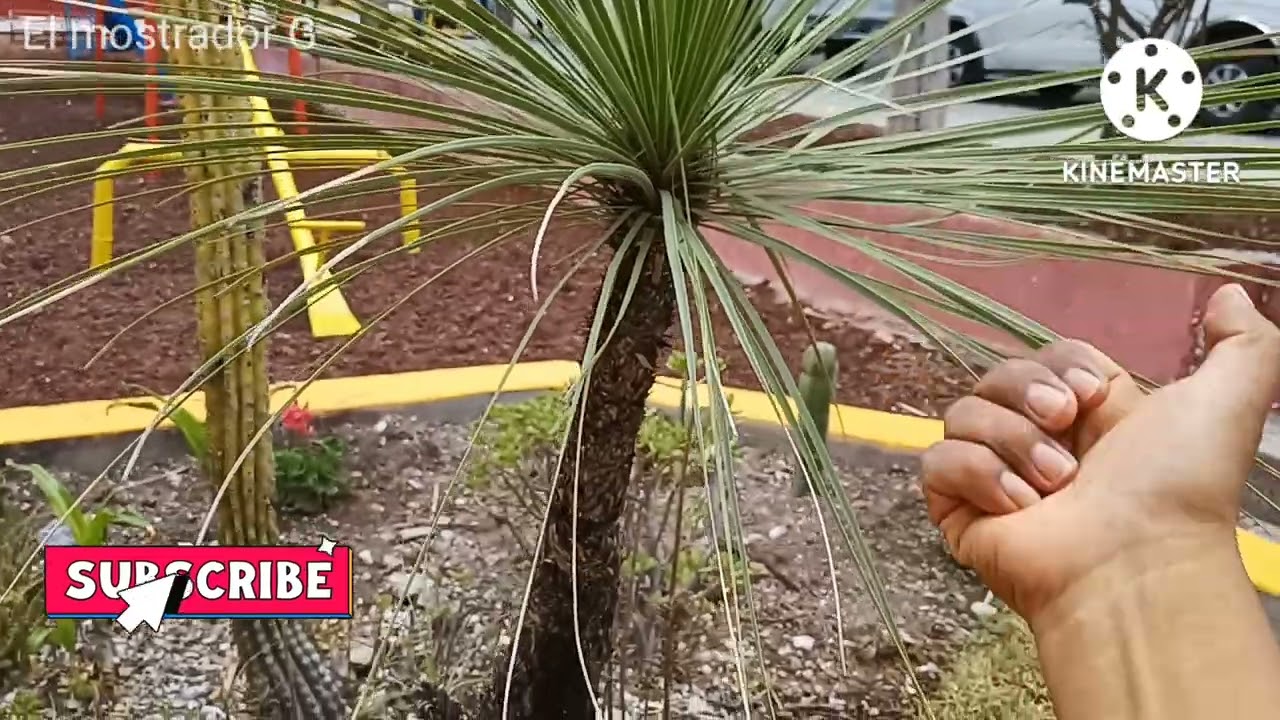 Un &aacute;rbol centenario, El Zotolin o Pata de elefante de hojas cortantes, cu&iacute;date al subirse