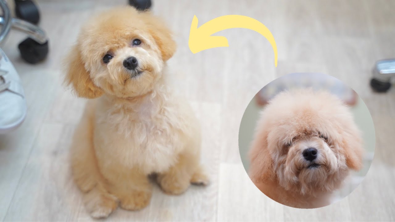 マルプーパピーちゃんのファーストトリミング【トリミングダイジェスト】