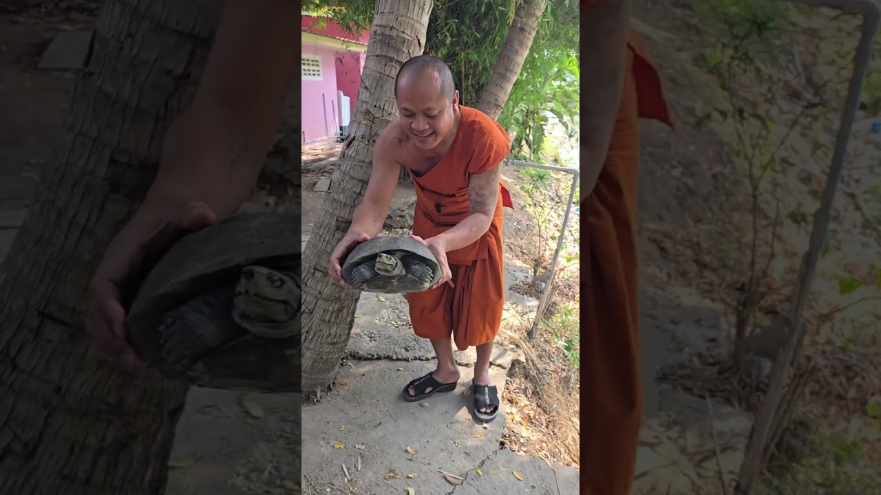 วันนี้วันพระใหญ่ #ปล่อยเต่าใหญ่ ให้ชีวิตเป็นทาน🐌✨️✨️✨️รับบุญร่วมกันนะ🙏
