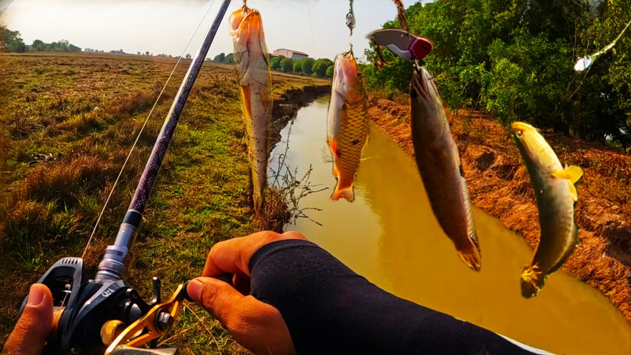 Snakehead fishing, not far from home, but lots of fish.